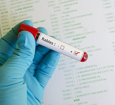 Rabies - A Pipeline Analysis Report